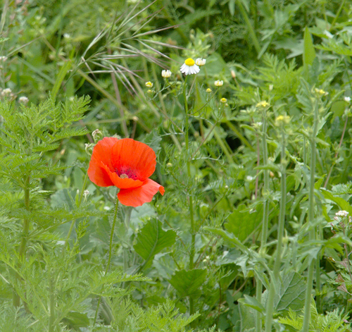 Papaver dubium - Photo (c) Jaume Piera, some rights reserved (CC BY-NC)