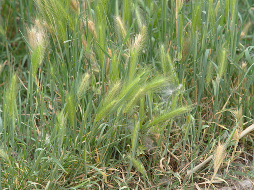 Hordeum murinum - Photo (c) Jaume Piera, some rights reserved (CC BY-NC)