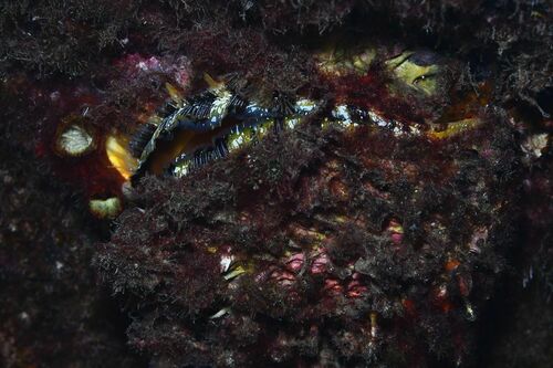 Spondylus senegalensis - Photo (c) xavi salvador costa, all rights reserved
