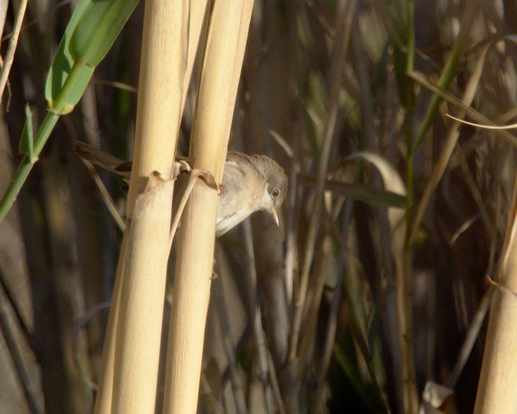 Curruca cantillans - Photo (c) Jaume Piera, some rights reserved (CC BY-NC)