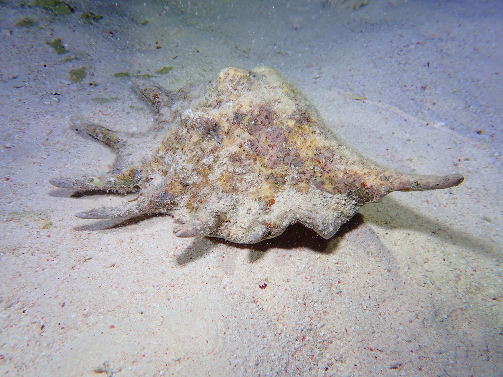 Lambis - Photo (c) Edu, some rights reserved (CC BY-NC)