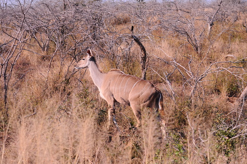 Tragelaphus strepsiceros - Photo (c) xavi salvador costa, all rights reserved