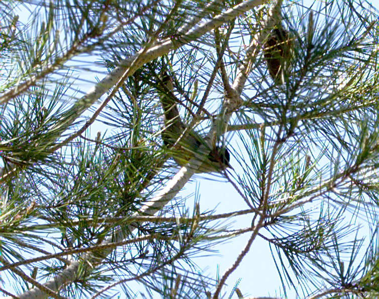 Curruca melanocephala - Photo (c) Jaume Piera, some rights reserved (CC BY-NC)