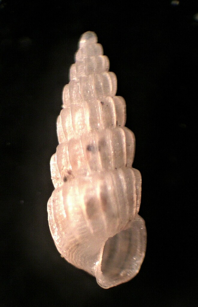 Pyrgiscus jeffreysii - Photo (c) Guillermo Alvarez Lerma, some rights reserved (CC BY-NC)