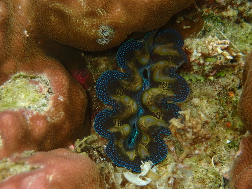 Tridacna crocea - Photo (c) Edu, some rights reserved (CC BY-NC)