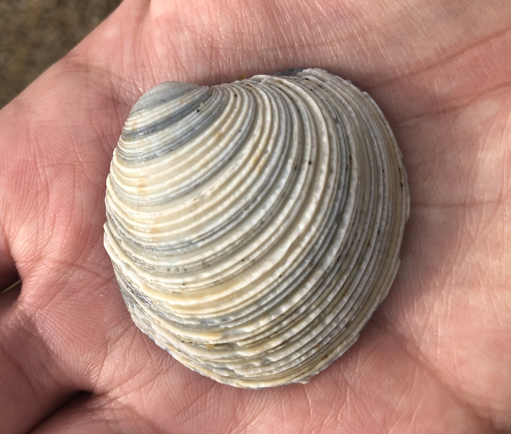 Venus casina - Photo (c) oriol_d, all rights reserved