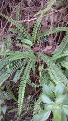 Asplenium trichomanes - Photo (c) argelaga, some rights reserved (CC BY-NC)