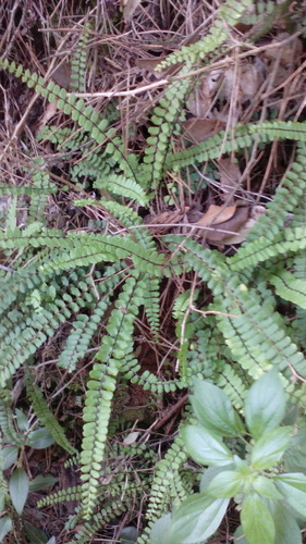 Asplenium trichomanes - Photo (c) argelaga, some rights reserved (CC BY-NC)