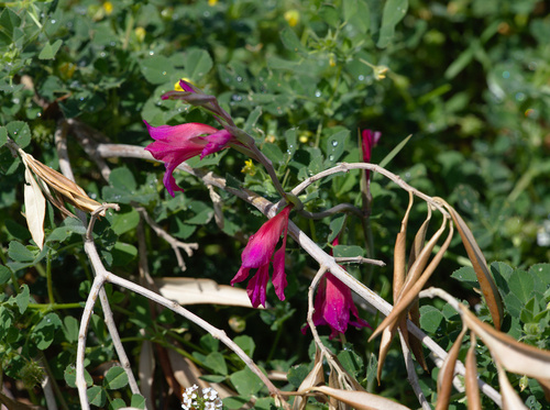 Gladiolus illyricus - Photo (c) Jaume Piera, some rights reserved (CC BY-NC)
