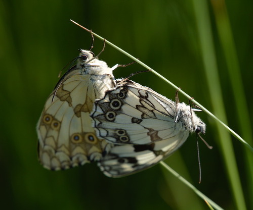 Melanargia lachesis - Photo (c) Jaume Piera, some rights reserved (CC BY-NC)