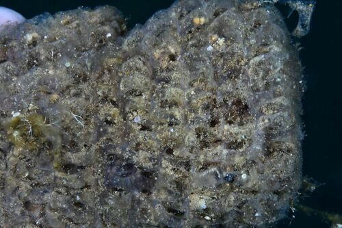 Semicassis undulata - Photo (c) xavi salvador costa, all rights reserved