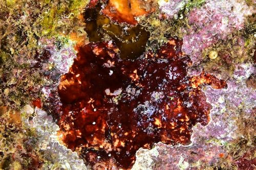 Hildenbrandia crouaniorum - Photo (c) xavi salvador costa, all rights reserved