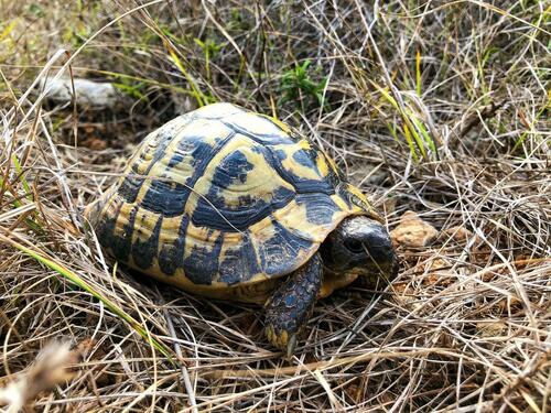 Testudo - Photo (c) oriol_d, all rights reserved