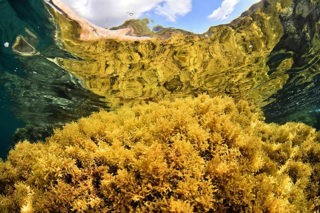 Ericaria mediterranea - Photo (c) xavi salvador costa, all rights reserved