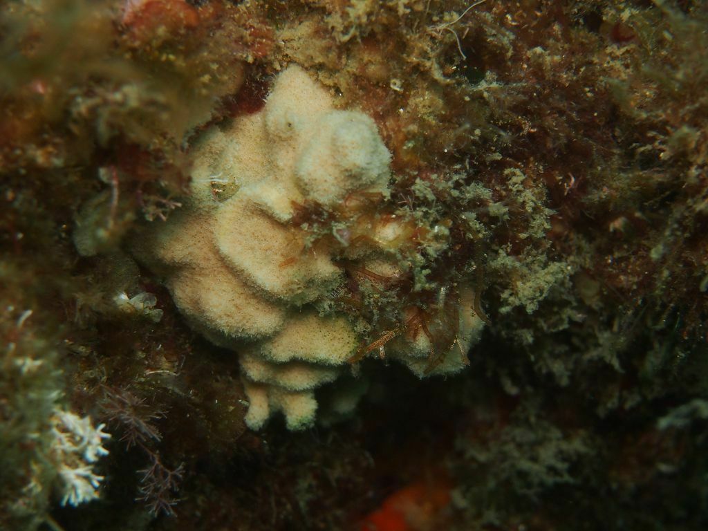 Celleporina mangnevillana - Photo (c) xavi salvador costa, all rights reserved
