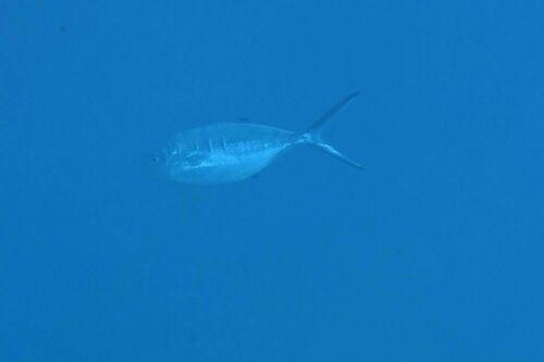 Trachinotus ovatus - Photo (c) xavi salvador costa, all rights reserved