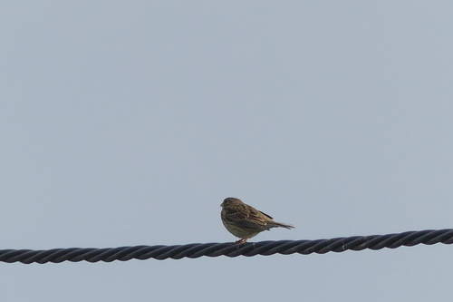Emberiza calandra - Photo (c) mediambient_ajelprat, some rights reserved (CC BY-NC)