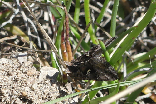 Autographa gamma - Photo (c) mediambient_ajelprat, some rights reserved (CC BY-NC)
