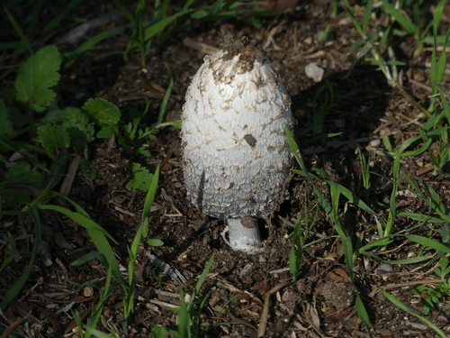 Coprinus comatus - Photo (c) mediambient_ajelprat, some rights reserved (CC BY-NC)