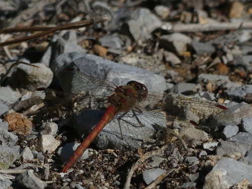 Sympetrum striolatum - Photo (c) mediambient_ajelprat, some rights reserved (CC BY-NC)
