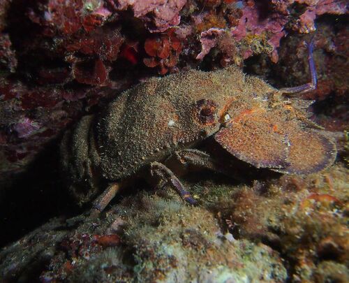 Scyllarides latus - Photo (c) xavi salvador costa, all rights reserved