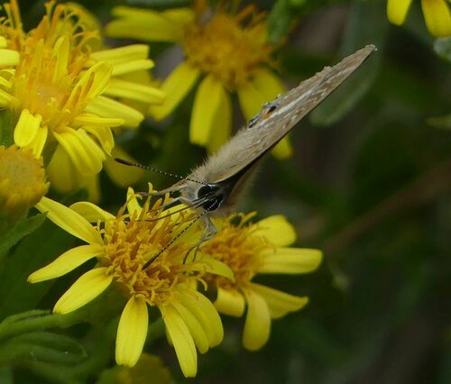 Lampides boeticus - Photo (c) mediambient_ajelprat, some rights reserved (CC BY-NC)