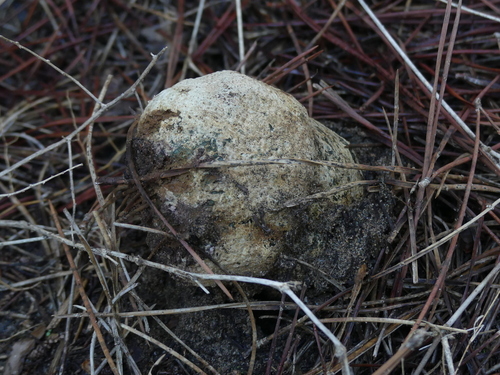 Pisolithus arhizus - Photo (c) mediambient_ajelprat, some rights reserved (CC BY-NC)