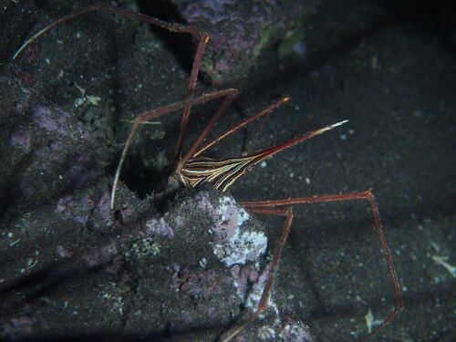 Stenorhynchus lanceolatus - Photo (c) xavi salvador costa, all rights reserved