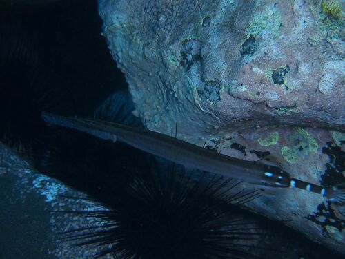 Aulostomus strigosus - Photo (c) xavi salvador costa, all rights reserved