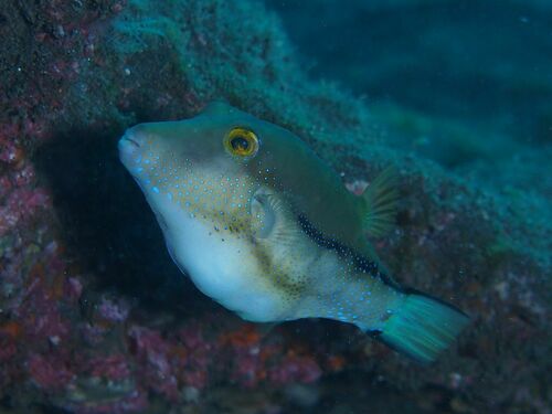Canthigaster capistrata - Photo (c) xavi salvador costa, all rights reserved