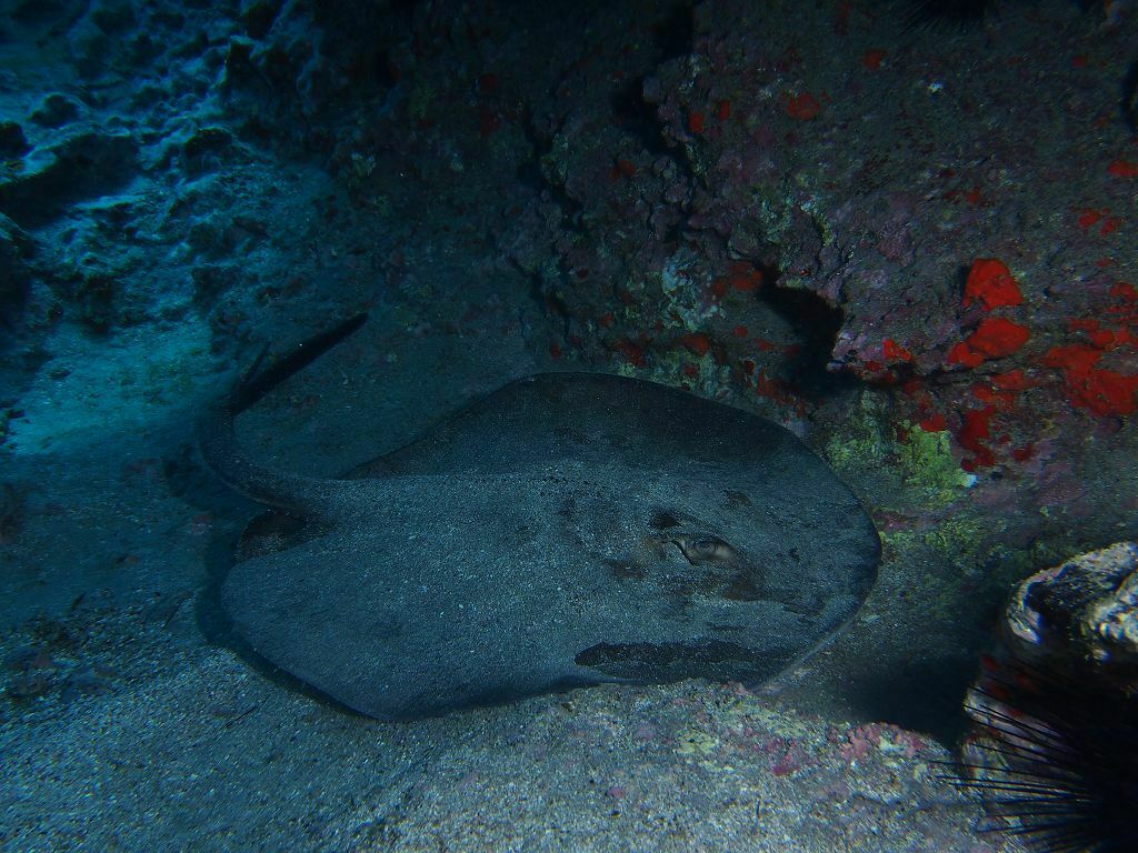 Taeniurops grabatus - Photo (c) xavi salvador costa, all rights reserved