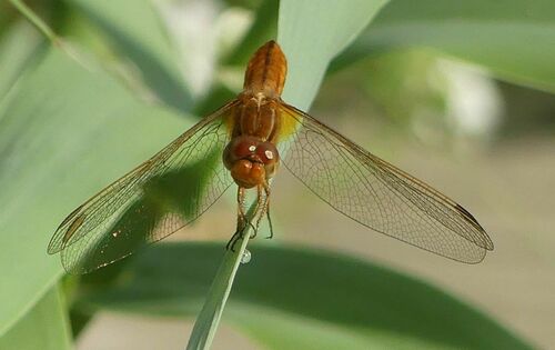 Crocothemis erythraea - Photo (c) mediambient_ajelprat, some rights reserved (CC BY-NC)