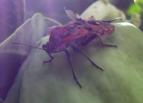 Spilostethus pandurus - Photo (c) mediambient_ajelprat, some rights reserved (CC BY-NC)