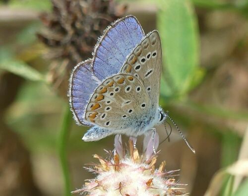 Polyommatus icarus - Photo (c) mediambient_ajelprat, some rights reserved (CC BY-NC)