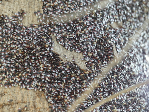 Oxycarenus lavaterae - Photo (c) mediambient_ajelprat, some rights reserved (CC BY-NC)