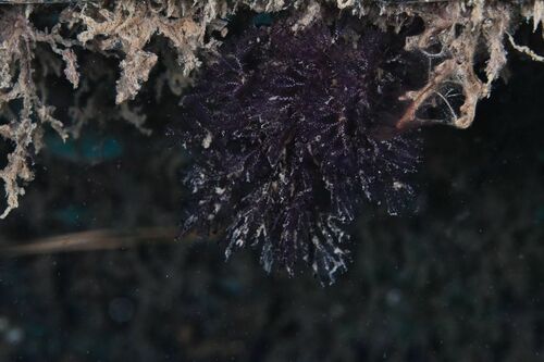 Bugula neritina - Photo (c) xavi salvador costa, all rights reserved