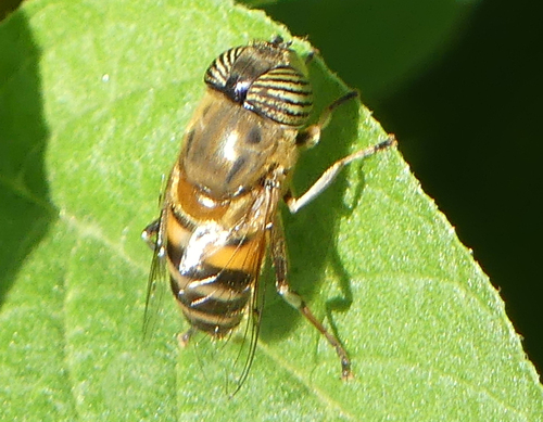 Eristalinus taeniops - Photo (c) mediambient_ajelprat, some rights reserved (CC BY-NC)