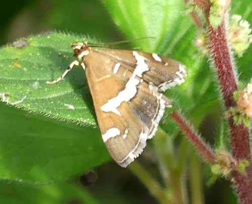 Spoladea recurvalis - Photo (c) mediambient_ajelprat, some rights reserved (CC BY-NC)