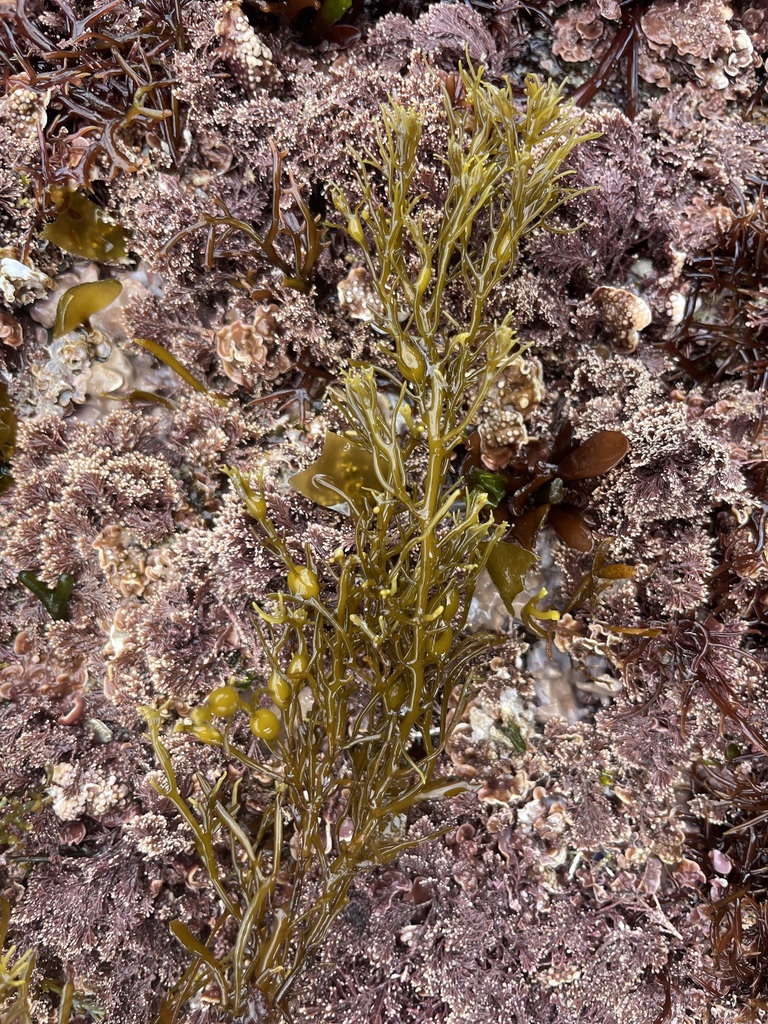 Gongolaria - Photo (c) coastal warming, all rights reserved, uploaded by coastal warming