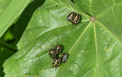 Eurydema oleracea - Photo (c) mediambient_ajelprat, some rights reserved (CC BY-NC)