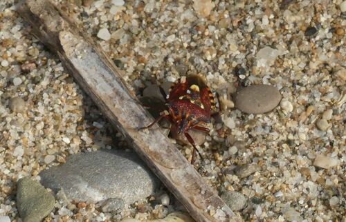 Codophila varia - Photo (c) mediambient_ajelprat, some rights reserved (CC BY-NC)