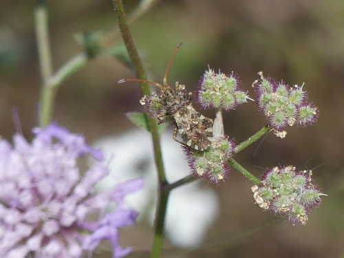 Centrocoris spiniger - Photo (c) mediambient_ajelprat, some rights reserved (CC BY-NC)