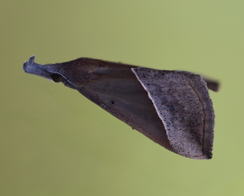 Hypena lividalis - Photo (c) Pau Esteban, some rights reserved (CC BY-NC)
