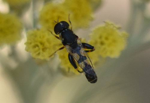 Syritta pipiens - Photo (c) Pau Esteban, some rights reserved (CC BY-NC)