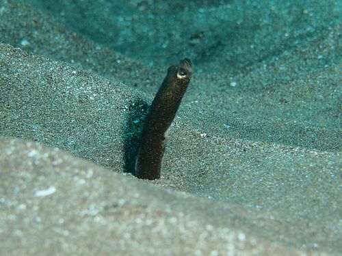 Heteroconger longissimus - Photo (c) xavi salvador costa, all rights reserved