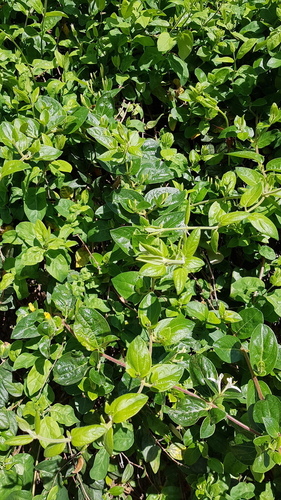 Lonicera japonica - Photo (c) Carlos Rodero, some rights reserved (CC BY-NC)