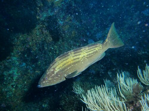 Epinephelus costae - Photo (c) xavi salvador costa, all rights reserved
