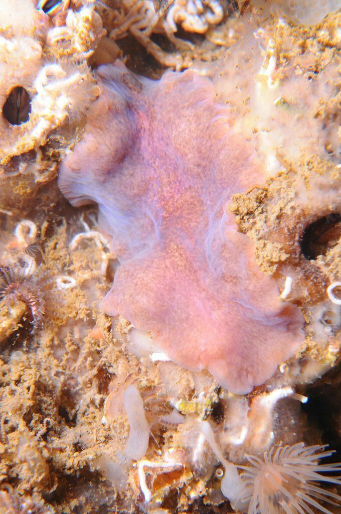 Imogine mediterranea - Photo (c) xavi salvador costa, all rights reserved