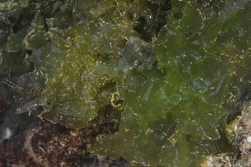 Ulva - Photo (c) xavi salvador costa, all rights reserved