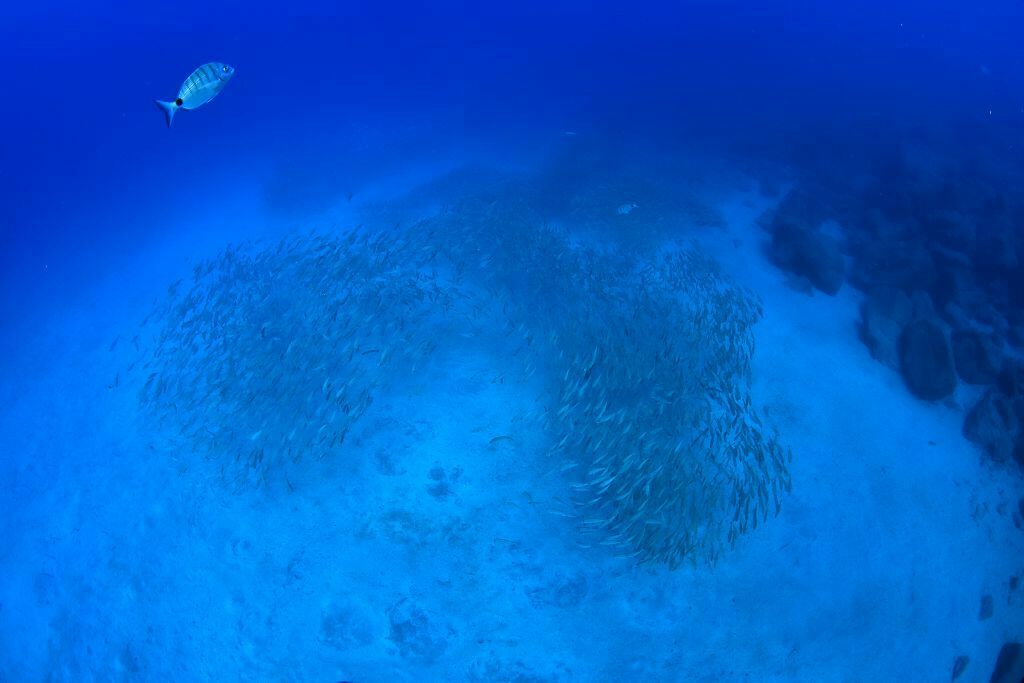 Diplodus cadenati - Photo (c) xavi salvador costa, all rights reserved